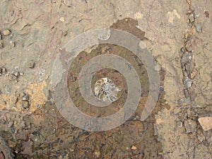 Fossile ammonite in its nature