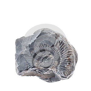 Fossile ammonite on white background