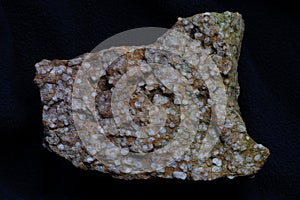 Fossile burrows of Skolithos linearis