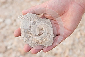 Fossile found in the desert