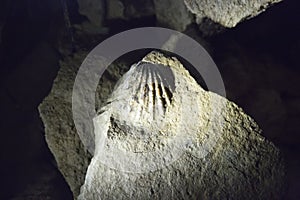 Fossiles in the Ruakuri cave
