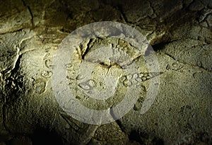 Fossiles seent on the walls of arwah cave