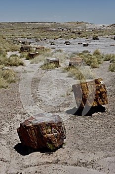 Fossilised logs at The Petrified Forest National Park, AZ, USA
