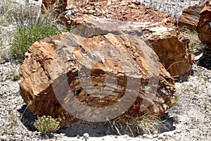 Fossilised logs at The Petrified Forest National Park, AZ, USA