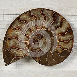 Fossilized Ammonite - ancient mollusc of the order cephalopods photo