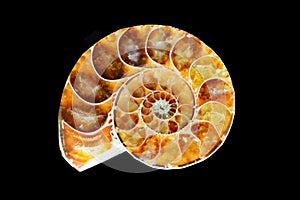 Fossilized ammonite on a black background