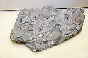 Fossilized ammonites from the family Perisphinctidae, belemnites of the Cylindroteuthidae, and Buchia bivalves are gray