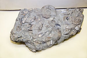 Fossilized ammonites from the family Perisphinctidae, belemnites of the Cylindroteuthidae, and Buchia bivalves are gray photo