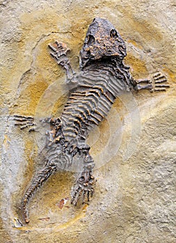 Fossilized animal - reptile fossil