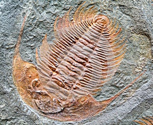 Fossilized animal - trilobite fossill