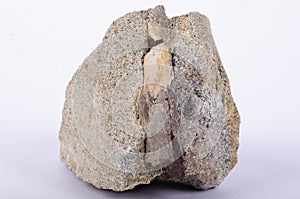 A fossilized bone embedded rock