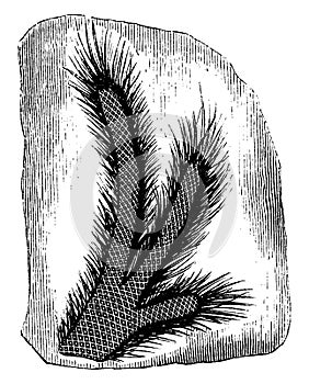 Fossilized Coal Ferns vintage illustration