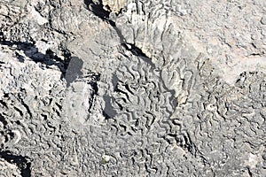 Fossilized Coral Patterns in Old Coastal Rocks