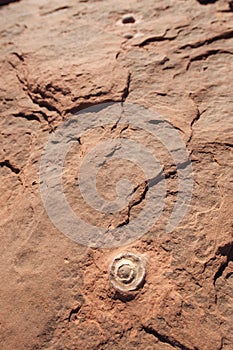 Fossilized dinosaur eggs, AZ, US photo