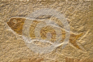 Fossilized Fish
