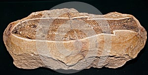 Fossilized fish