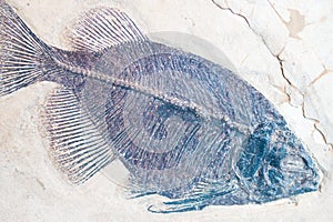 A fossilized imprint of a fish.