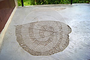 Fossilized imprint of the giant heart shaped plant leaf in the concrete floor in the hotel balcony, Phi phi island, Thailand.