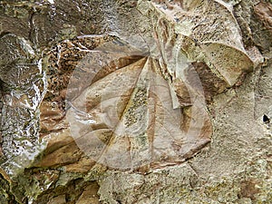 fossilized leaf in the stone