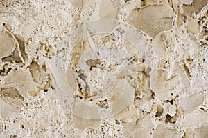 Fossilized leaves photo