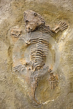 Fossilized lizard