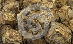 Fossilized Mud Bubbles of Septarian Rock Nodules