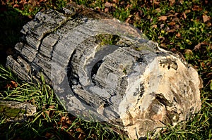 Fossilized pieces of wood from Tertiary volcanic activity when they were permeated into the wood of the tree with mineral water wi