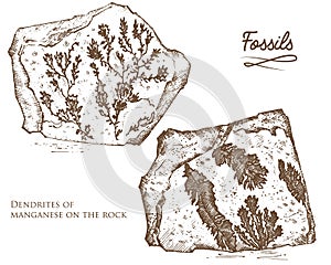 Fossilized plants, stones and minerals, crystals, prehistoric animals, archeology or paleontology. fragment fossils
