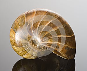 Fossilized polished Nautilus shell.