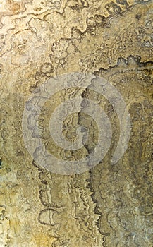 Fossilized proterozoic stromatolite photo