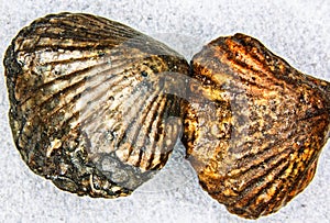 Fossilized pyritized shells of ancient times photo