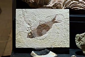 fossilized remains of fossilized fish