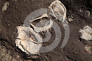 Fossilized remains of large oyster-like bivalve mollusc from miocene geological epoch found on El Confital  beach