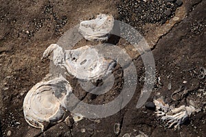 Fossilized remains of large oyster-like bivalve mollusc from miocene geological epoch found on El Confital  beach