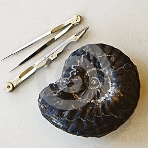 Fossilized sea-shell and drawing tools photo