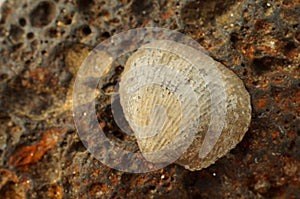 Fossilized sea shell on iron colored magmatic stone.