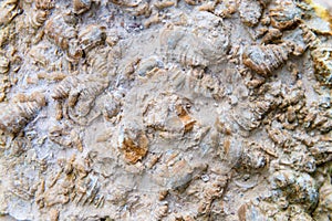 Fossilized Sea Shells Embedded in Rock