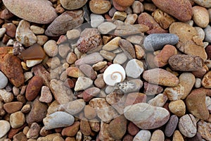 Fossilized sea shells with Sea pebble beach in beautiful nature background