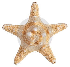 Fossilized sea star