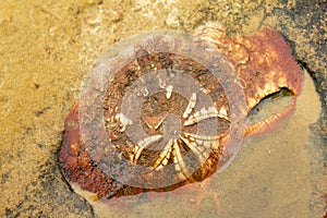 Fossilized sea urchin Echinoidea