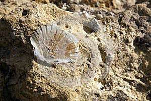 Fossilized Seashell photo