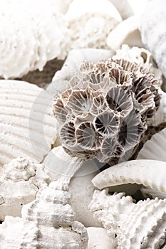 Fossilized seashell background photo