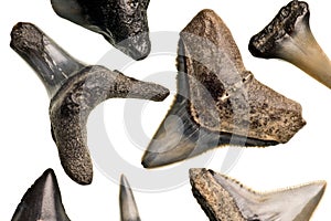 Fossilized shark teeth photo