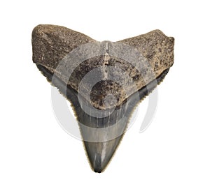 Fossilized shark teeth isolated on white photo