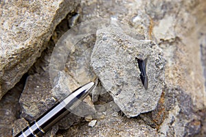 Fossilized shark teeth in the sediments