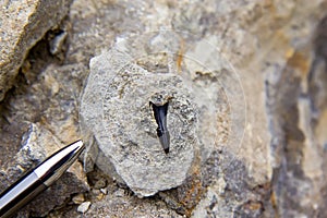 Fossilized shark teeth in the sediments photo