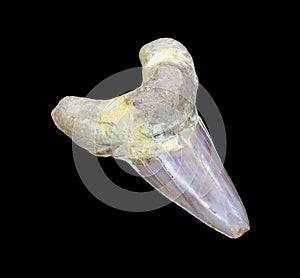 Fossilized shark tooth on black background