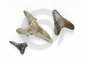 Fossilized sharks teeth