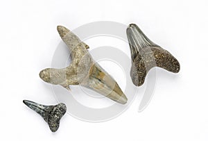 Fossilized sharks teeth photo