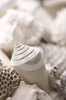 Fossilized shell background